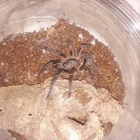 Labeled Thailand Black Birdeater