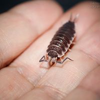 Porcellio hoffmannseggi Male