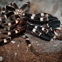 Moulting Acanthoscurria geniculata Sub-Adult Female