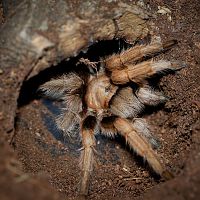 Aphonopelma chalcodes Adult Female