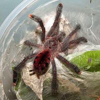 Hunting (♀ Avicularia avicularia 2.75")