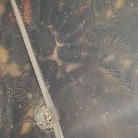 Poecilotheria ornata [ventral sexing]