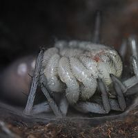 Macrothele gigas juvenile