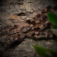 Poecilotheria subfusca "Highland"