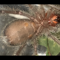 2" Grammostola pulchra