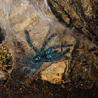 C. versicolor sling