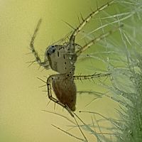 Oxyopes sp.