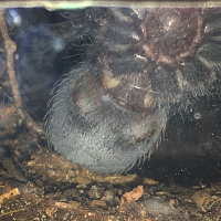 Brachypelma [ventral sexing]