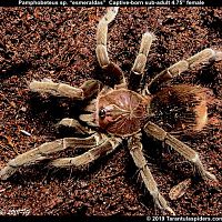 Pamphobeteus_esmeraldas(f)4.75in_SA2