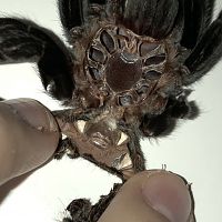 Brachypelma vagans [molt sexing]