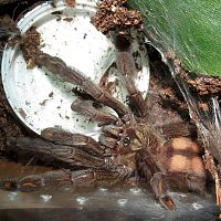 Call Me Caitlyn (♀ Psalmopoeus irminia 3.75")