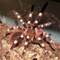 Here's Genicula! (♂ Acanthoscurria geniculata 4")