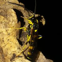 Ichneumon ambulatorius