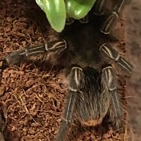 Help Identify!! Aphonopelma Seemanni ??