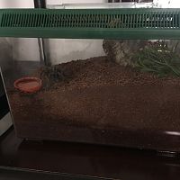 A. Seemanni enclosure ok ?