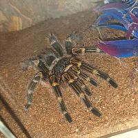 G. pulchripes