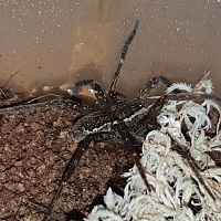 Dolomedes briangreenei (Pisauridae)