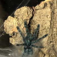 1’’ C. versicolor sling