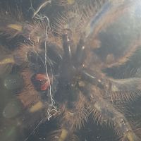 Poecilotheria rufilata [ventral sexing]