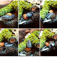 Zebra isopods making love ;)