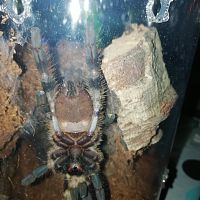 P. Regalis (around 10 cm)