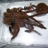 Theraphosa blondi Exuviae