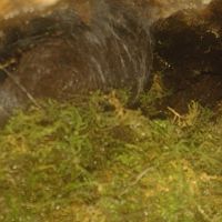 Theraphosa Blondi Egg Sac Construction [6/7]