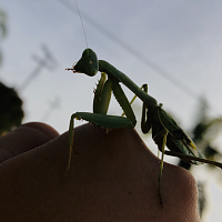 Stagmomantis Californica