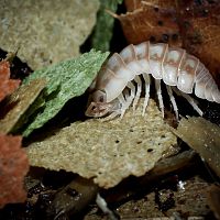 Armadillidium nasatum "Peach"