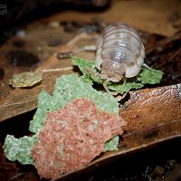 Armadillidium nasatum "Peach"