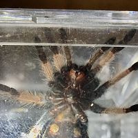 B. Boehmei