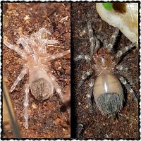 A.geniculata 2 diff kinds side by side