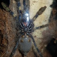 Poecilotheria Metallica