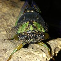 Neotibicen tibicen