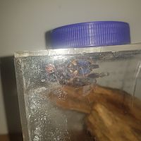 Poecilotheria Metallica