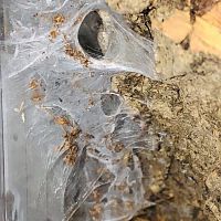 beautiful webbing from my 1’’ c. versicolor sling