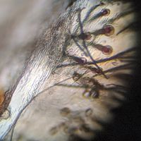 2" Chromatopelma cyaneopubescens [molt sexing] [3/3]