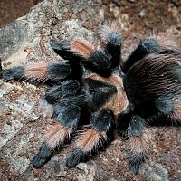 Brachypelma emilia Sub-Adult Female