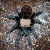 Brachypelma albiceps Sub-Adult Female