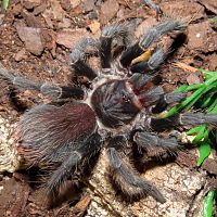 Noms for Ni (♀ Phormictopus sp. "south Hispaniola" 2")