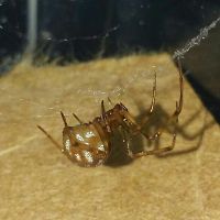 Steatoda triangulosa