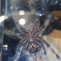 P. Regalis