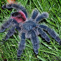 Avicularia variegata