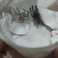 Need Help For My Poecilotheria miranda