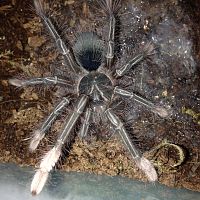 0.1 Theraphosa apophysis Freshly Molted (Actually a female)