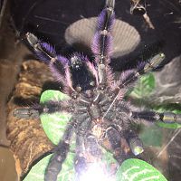 Caribena Versicolor - Male/Female