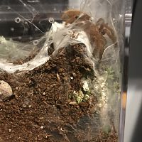 1" P. murinus [3/3]