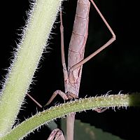 Large Brown Mantis