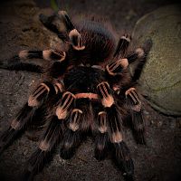 0.1 Acanthoscurria geniculata