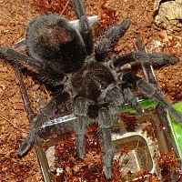 Grammostola pulchra